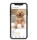 pet instagram account for sale