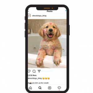 pet instagram account for sale