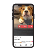 Pet Instagram account