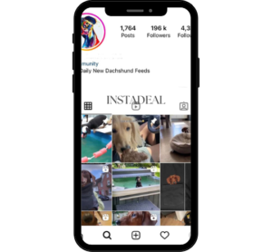 buy instagram account duchshund (196k followers)
