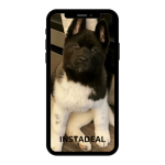 buy instagram account akita (53k followers)