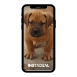 buy instagram account boerboal (100k followers)