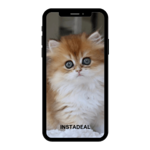buy instagram account kitties (2.6k followers)