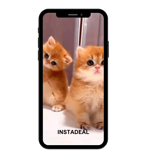 buy instagram account kitties (2.4k followers)