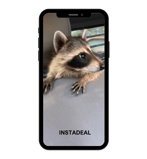 buy instagram account raccoon (29k followers)