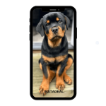 buy instagram account rottweiler (2.8k followers)