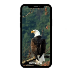 buy instagram account eagle (103k followers)