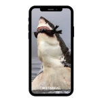 buy instagram account shark (74k followers)