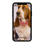 buy instagram account basset (3.5k followers)