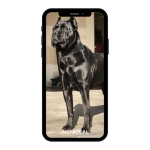 buy instagram account canecorso (96k followers)