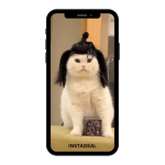 buy instagram account cats (969k followers)