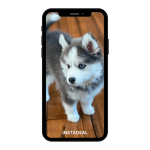 buy instagram account husky (21k followers)