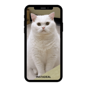 buy instagram account cat (33k followers)