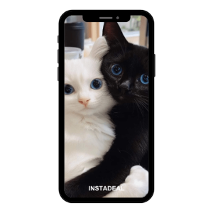 buy instagram account kittens (387k followers)