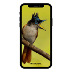 buy instagram account bird (11k followers)