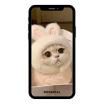 buy Instagram account cats (50k followers)