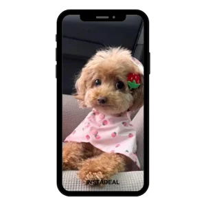 buy Instagram account bull (1k followers)