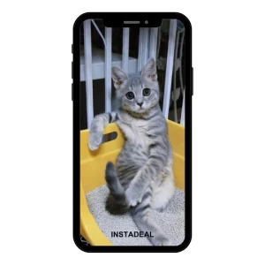 buy Instagram account cat (863 followers)