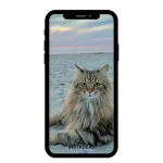 buy Instagram account cat (41k followers)