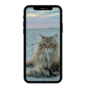 buy Instagram account cat (41k followers)