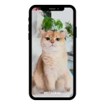 buy Instagram account cats (285k followers)