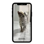 buy Instagram account angry (238k followers)