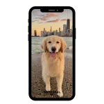 buy Instagram account paws (12k followers)