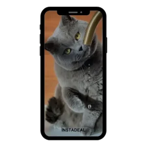 buy Instagram account kitten (62k followers)