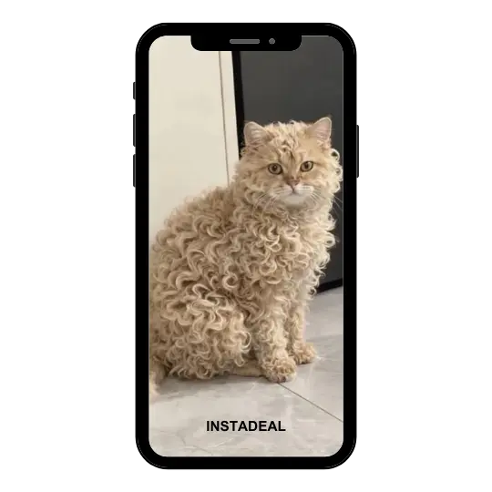 buy Instagram account cats (118k followers) buy Instagram account cats (118k followers)